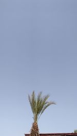 Low angle view of palm tree against clear blue sky