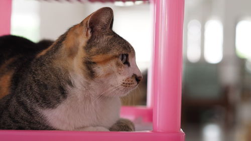 Close-up of a cat looking away