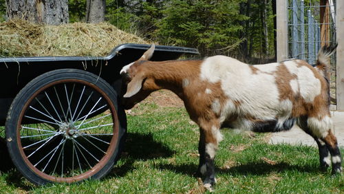 Horse in a field