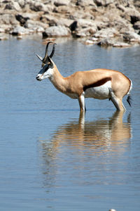 Side view of deer drinking water in lake