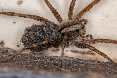 Close-up of spider