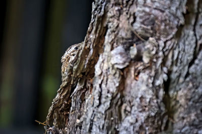 Close-up of lichen on tree trunk