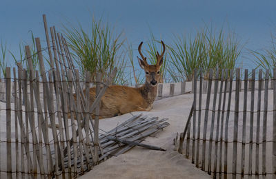 Deer sitting on sand