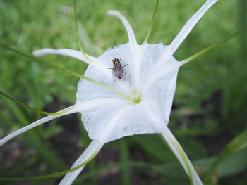 Close-up of insect on white flower