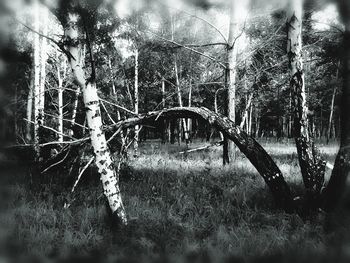 Bare trees on field