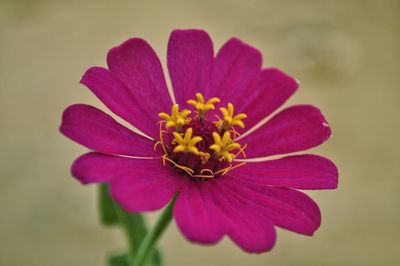 Close-up of pink flower