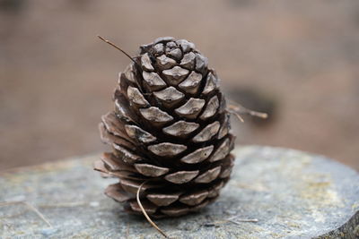 Close-up of pine cone on table