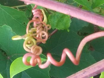 High angle view of insect on leaf
