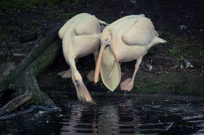 Pelicans hunting in pond at edinburgh zoo