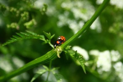 Low angle view of ladybugs mating on plant