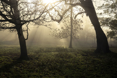 Trees in forest during foggy weather