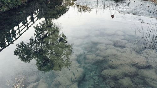 High angle view of turtle swimming in lake