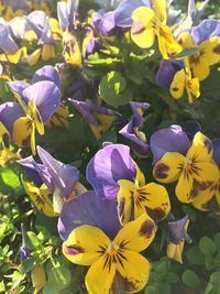 Close-up of yellow flowers blooming outdoors