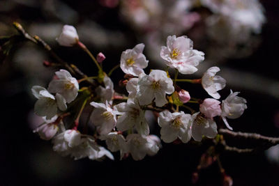 Close-up of white cherry blossom tree