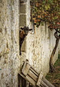 Goat on abandoned house window