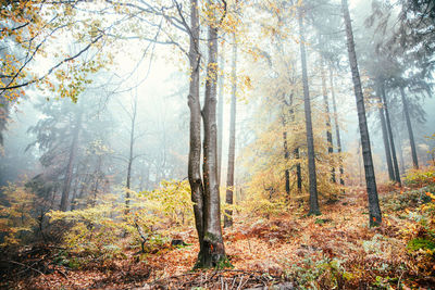 Trees in forest during autumn