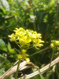 Close-up of yellow flower