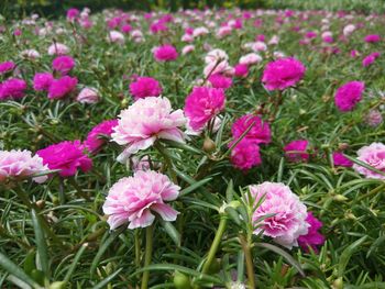 Close-up of pink flowering plant in field