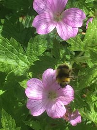 Close-up of bee on pink flower blooming outdoors