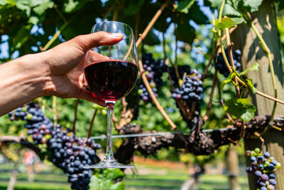 Hand holding glass of wine