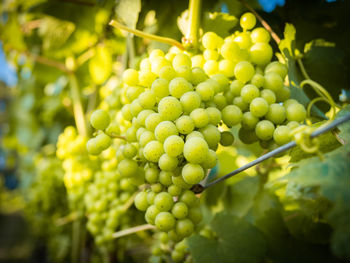 Illuminated wine grapes 