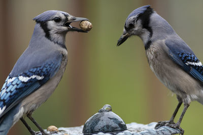 The early blue jay gets the peanut