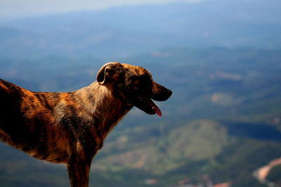 Side view of dog