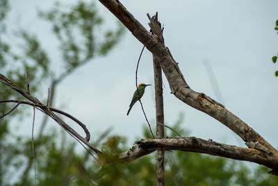 Isolated green kingfisher on branch, udawalawa park, sri lanka