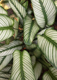 Full frame shot of plants