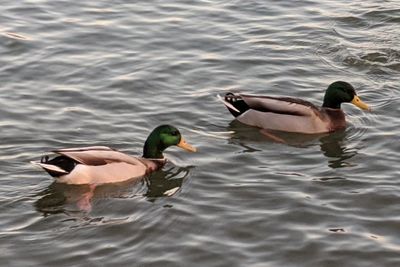 View of ducks swimming in lake