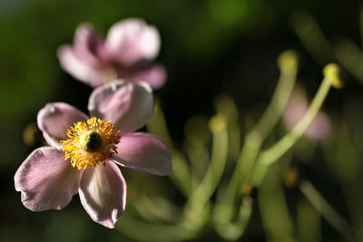 Close-up of pink flowering plant