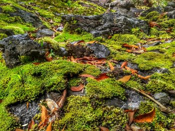 Moss growing on rock in forest