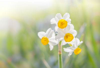 Close-up of japanese daffodil flower