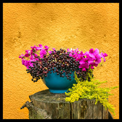 Close-up of yellow flowers against blurred background