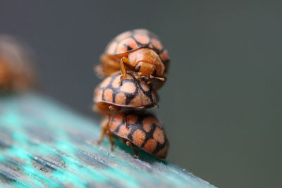 Close-up of insect