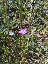 Close-up of purple flowers blooming in field