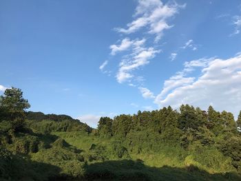 Low angle view of trees against sky