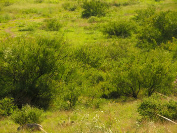 Grass in forest