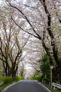 View of cherry blossom amidst trees