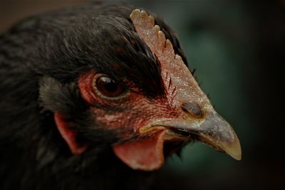 Black chicken looking in your eyes