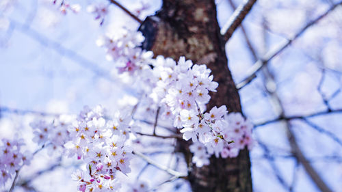 Close-up of white cherry blossoms in spring