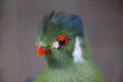 Close-up of a bird