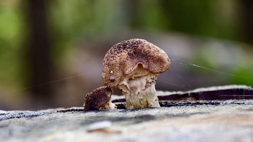 Close-up of mushroom growing on land