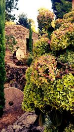 Close-up of plants against trees