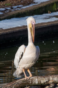 Close-up of pelican on lake