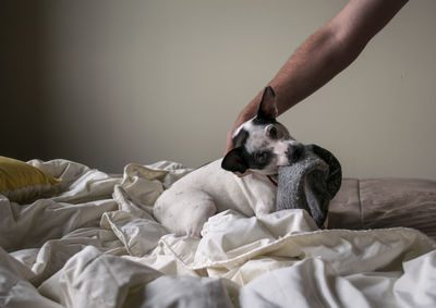 Close-up of dog on bed