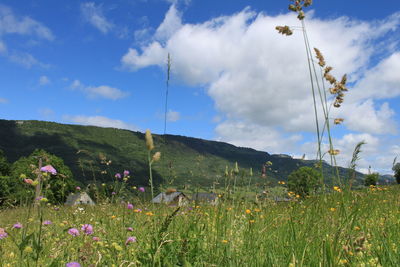 Flowers blooming on field against blue sky