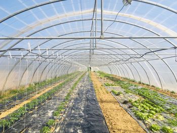 Plants growing in greenhouse against sky