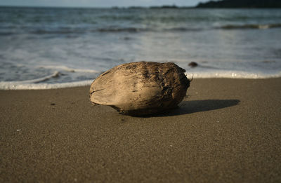 Close-up of shell on beach