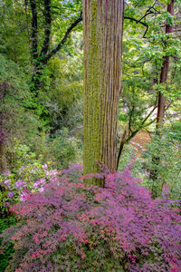 View of flowering trees in forest